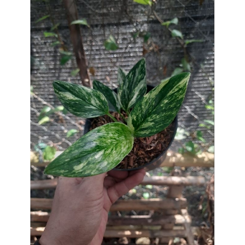 standleyana yellow variegata