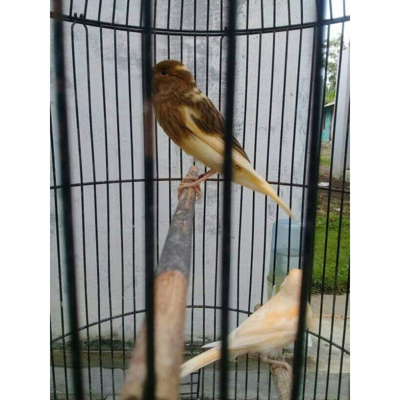 [instan] Kenari AF Jaminan Jantan | Burung Kenari