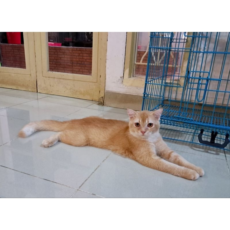 Scottish Straight Golden Jantan Siap Kawin minus mata nya belekan