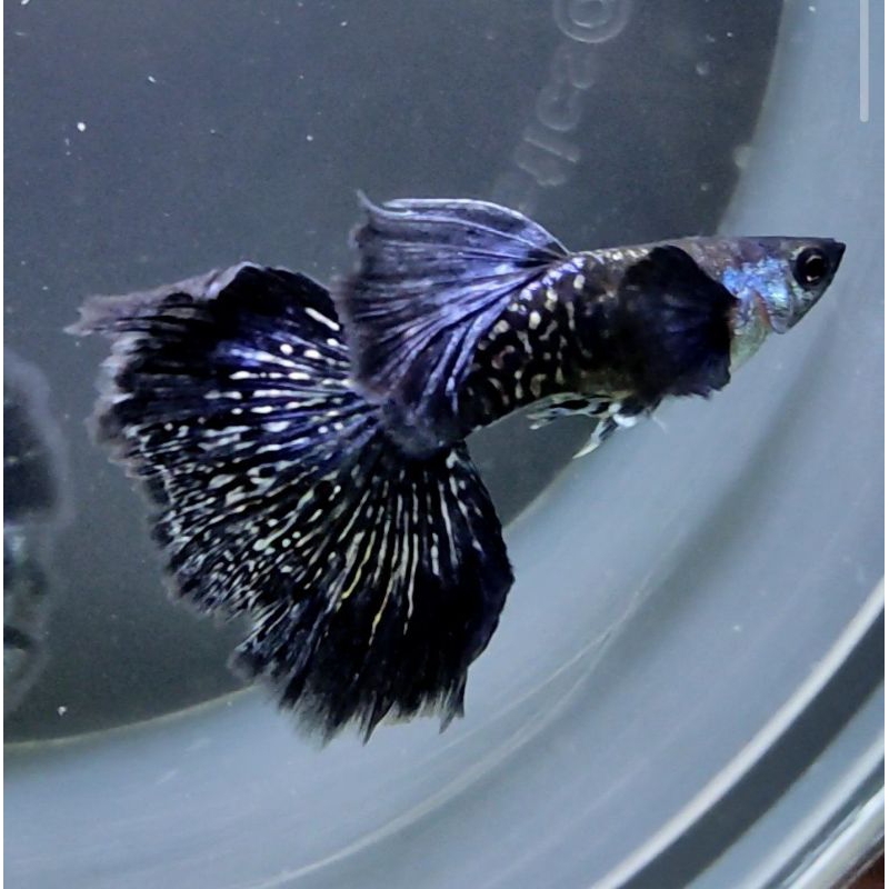 

Packing kardus Blue dragon dumbo ear