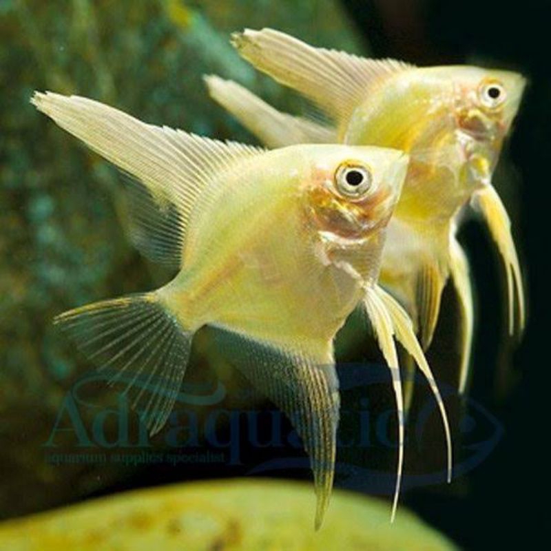 Manfish golden ikan hias aquascape