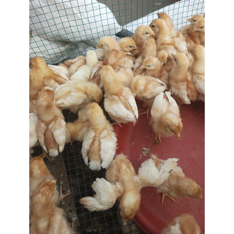 Ayam Petelur - Ayam Petelur 2 Minggu - Bibit Petelur