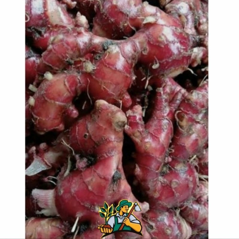 

Jahe Merah 250gram | Jaeh Emprit | Jahe Herbal | Jahe Bereum | Wedang Jahe