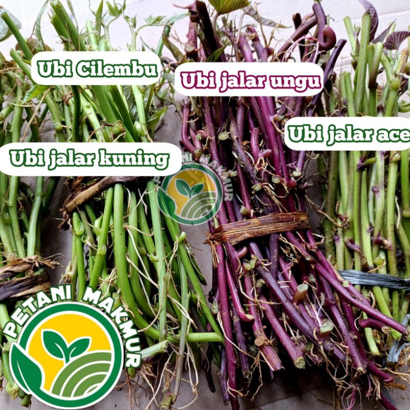 Bibit Ubi Jalar Stek Batang  Semua Varian / Bibit Umbi Jalar