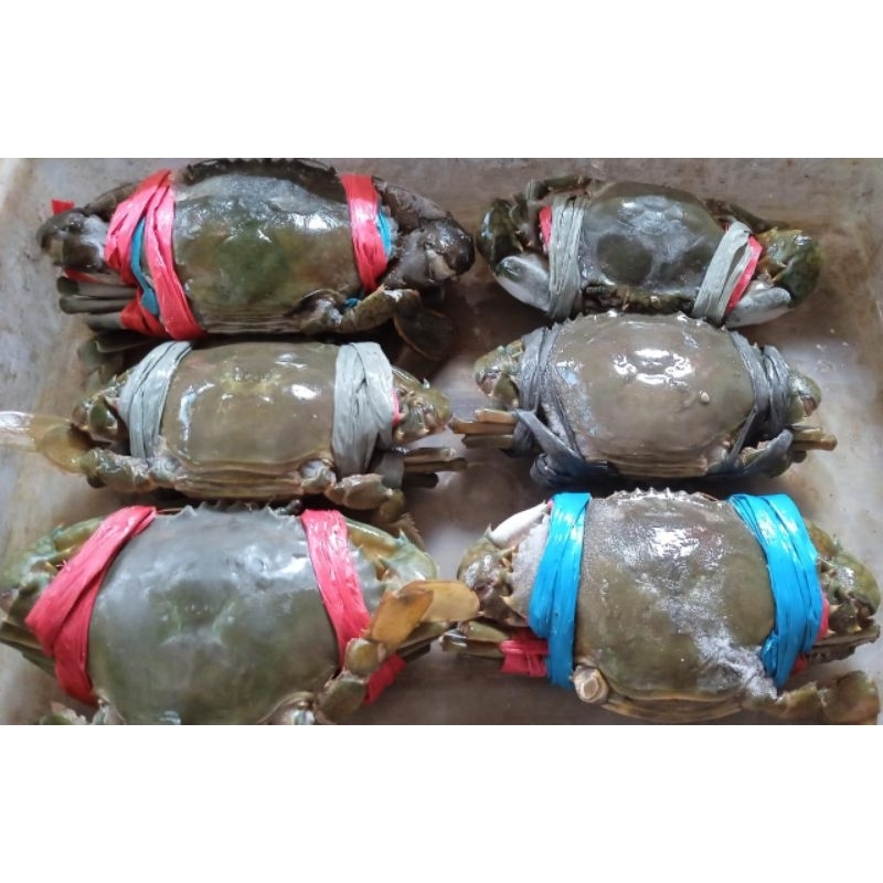 

kepiting Frozen