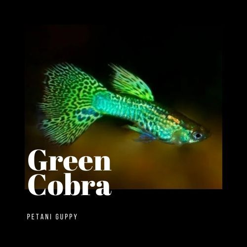 Dekorasi Aquarium Guppy Green Cobra Grade A