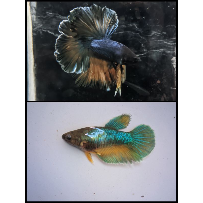 Discus Red Alenquer 2 inc | BERGARANSI