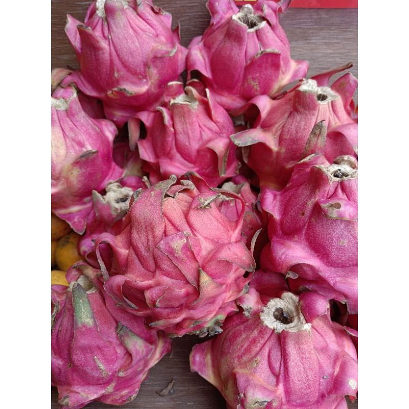 

Buah Naga Merah Segar 1 Kg