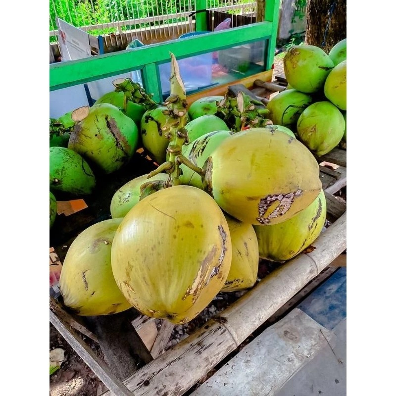 

Kelapa Muda Dogan Frash Per 1 Biji Asli jawa barat Di Petik Dadakan Langsung Dari Petani