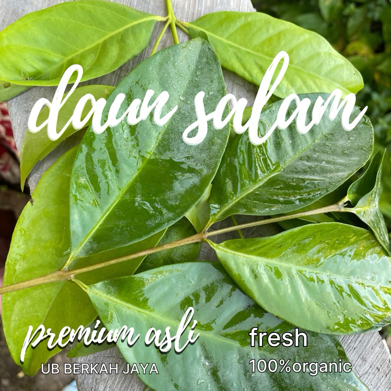 

DAUN SALAM Segar/TERMURAH/perpack/bumbu masak/obat /