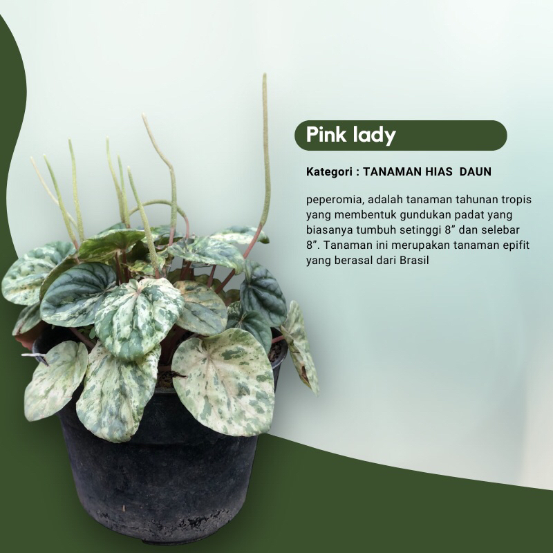 Tanaman peperomia Pink lady / Variegata Pink / tanaman hias berbunga