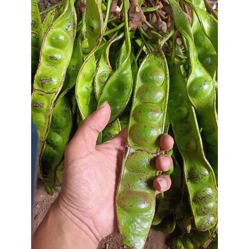 

Pete patah2 campur pendek per kilo