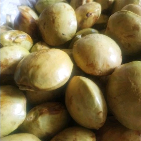 

Jengkol premium 1 Kg Liek, dari kebun jengki di Lintau batusangka