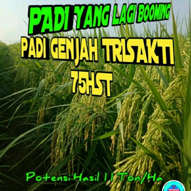 BENIH PADI TRISAKTI GENJAH 75 HARI PANEN KEMASAN 5KG