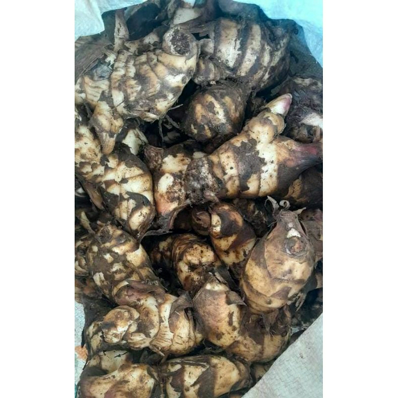 

Ganyong