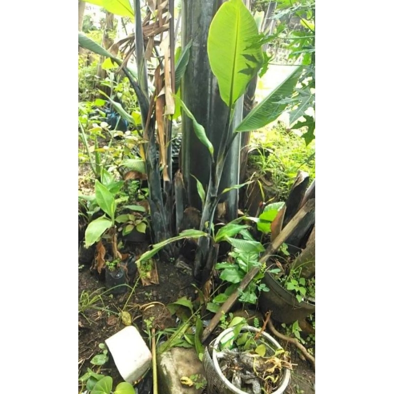 Bibit Pisang Manggala Hitam / Klutuk Wulung