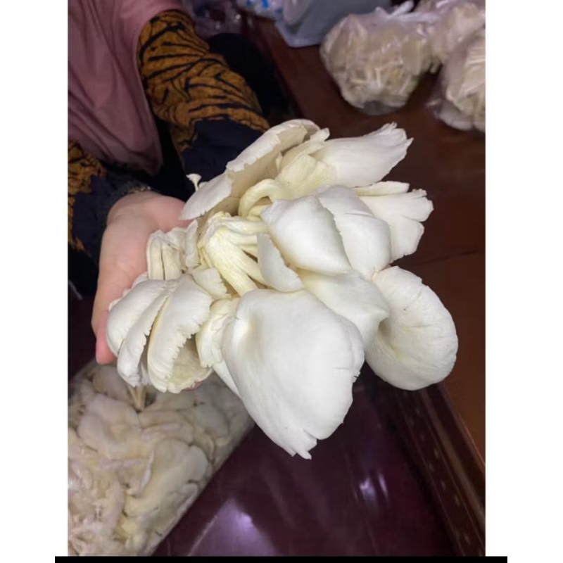

jamur tiram