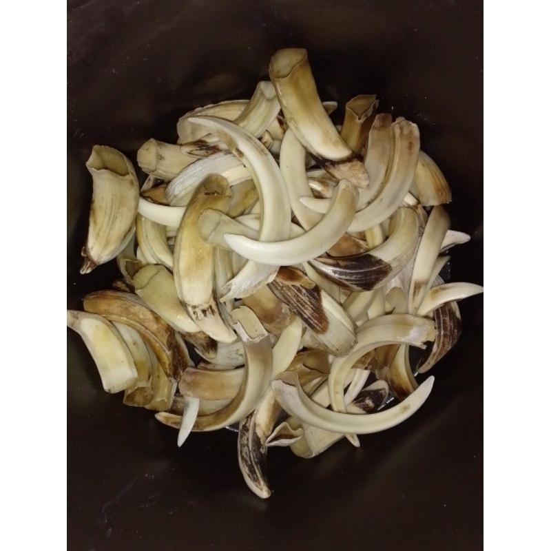 TARING BABI HUTAN size mini paket 100pcs