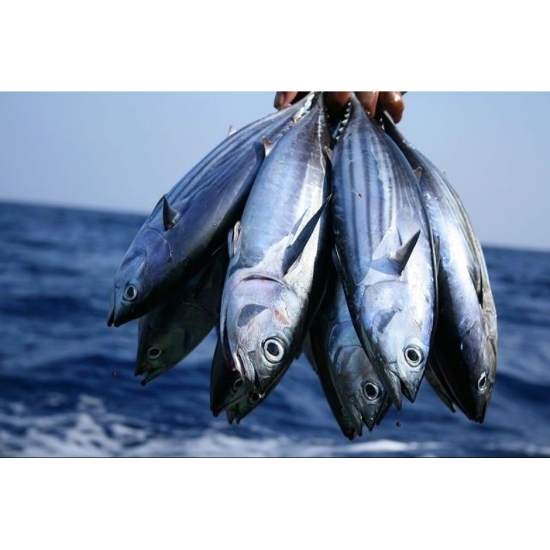

ikan kembung fresh 1kg