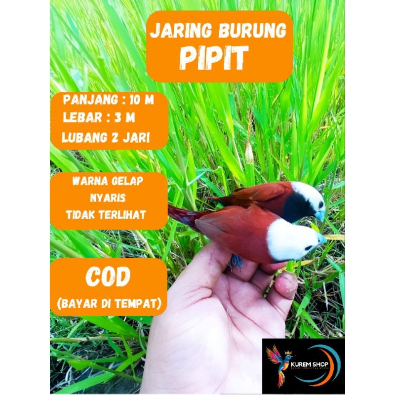 jaring Burung Pipit