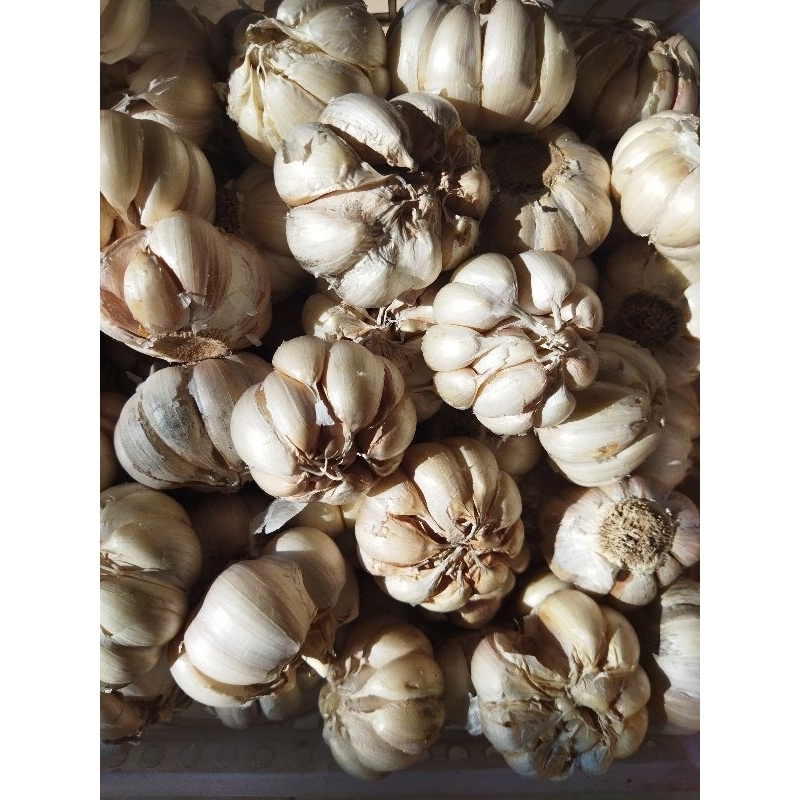 

Bawang Putih Reguler Fresh 1/2 Kg 500 Gram