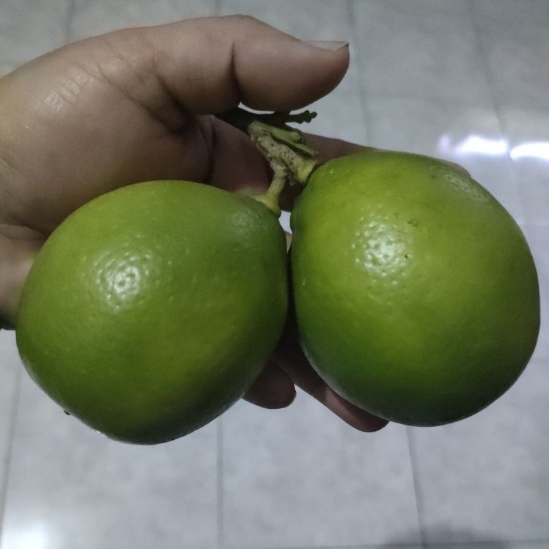 

JERUK LEMON HIJAU/PER 1 KG