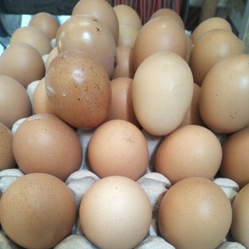 

TELUR SETENGAH RAK