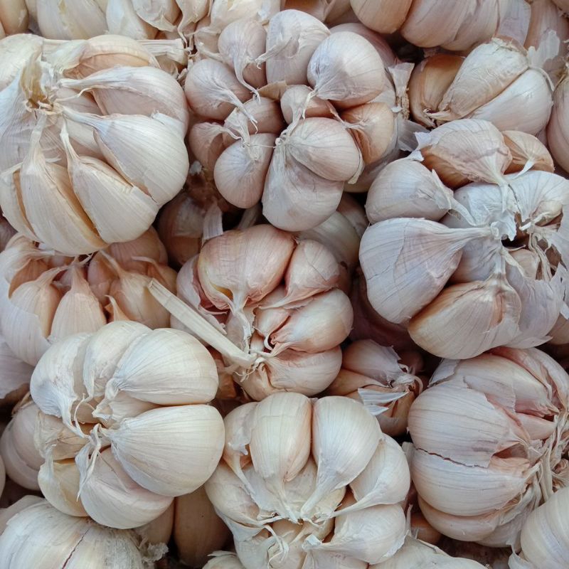 

Bawang Putih Sinco/RRT