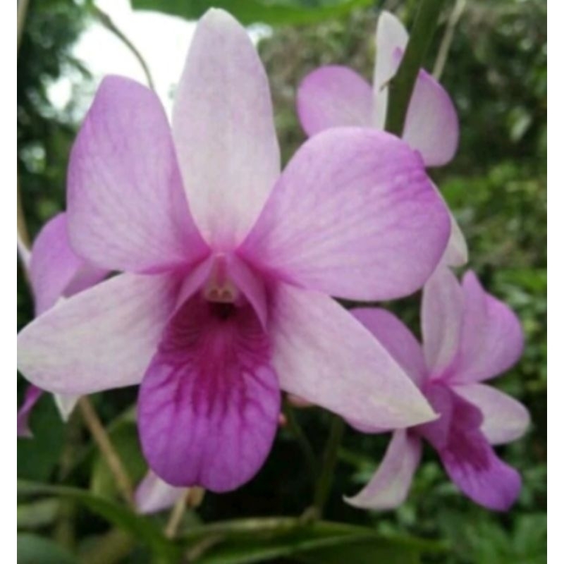 seedling anggrek dendrobium mentangai