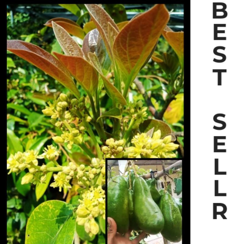 

1PAKET ISI 3POHON BIBIT ALPUKAT SIGER OKULASI 100% VARIETAS ALSI