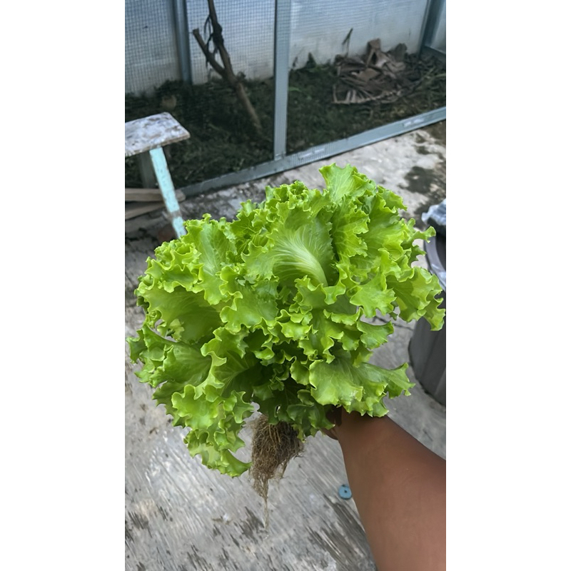 

Selada Keriting Hidroponik fresh - 250 gr