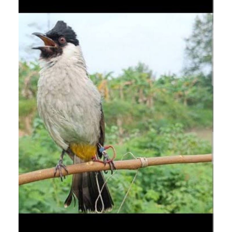 LPG SMB TALI BURUNG KUTILANG TALI PIKAT KUTILANG