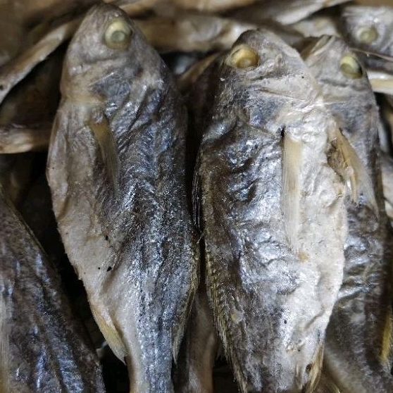 

Ikan asin kepala batu medan
