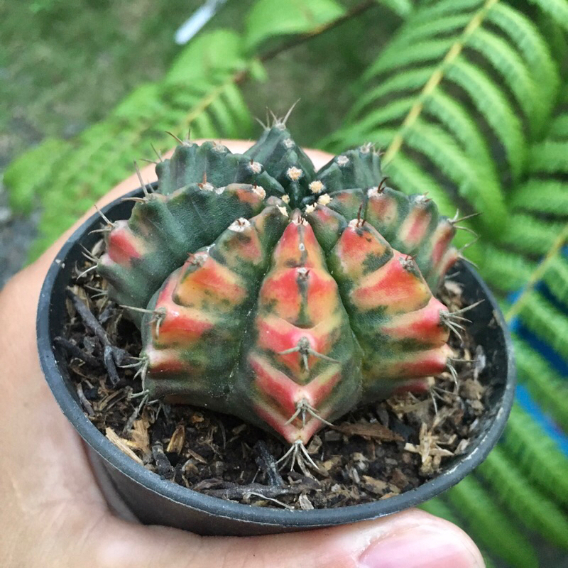 Kaktus Gymno Miha Variegata 12