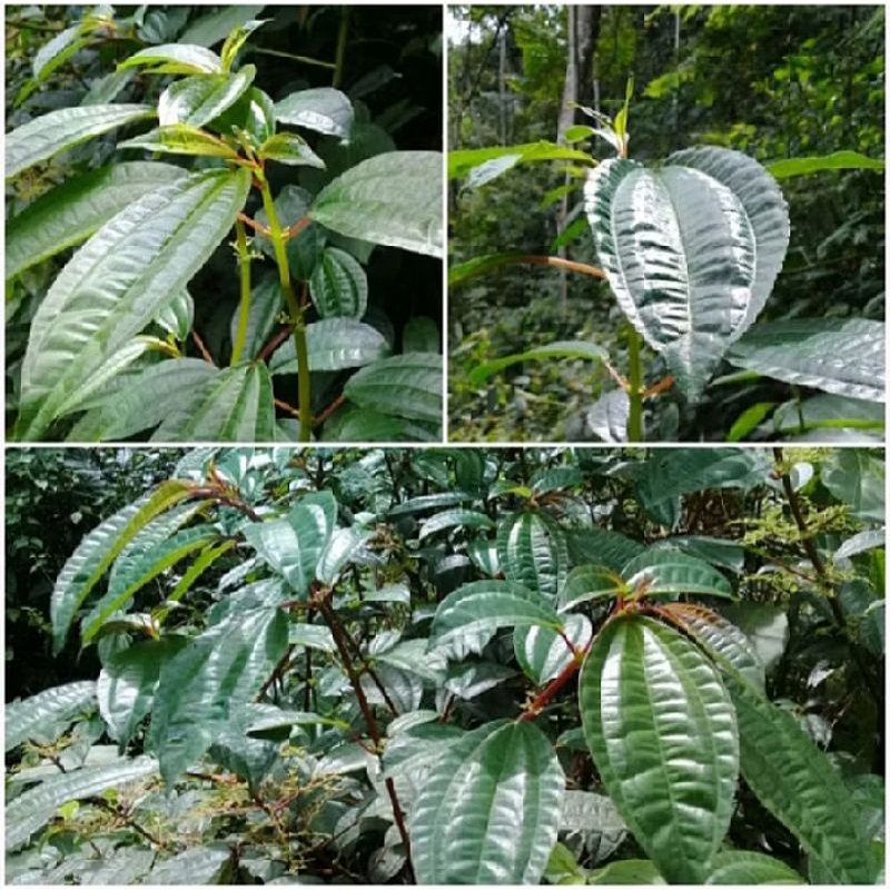 

Daun pohpohan segar 1kg