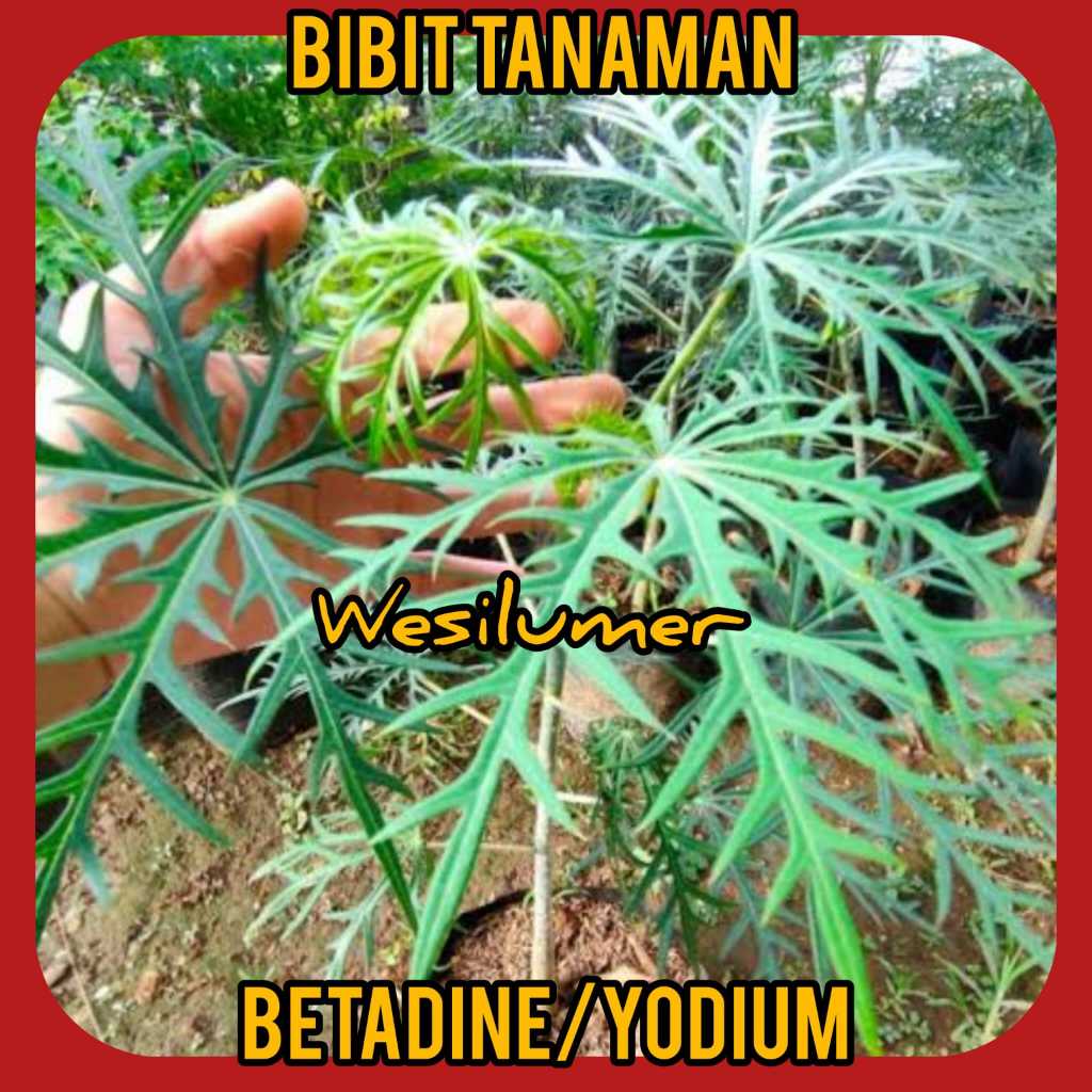 Bibit Tanaman Betadine / Yodium