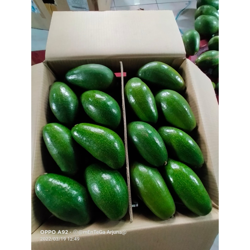 

ALPUKAT MENTEGA 1 KARDUS 5kg