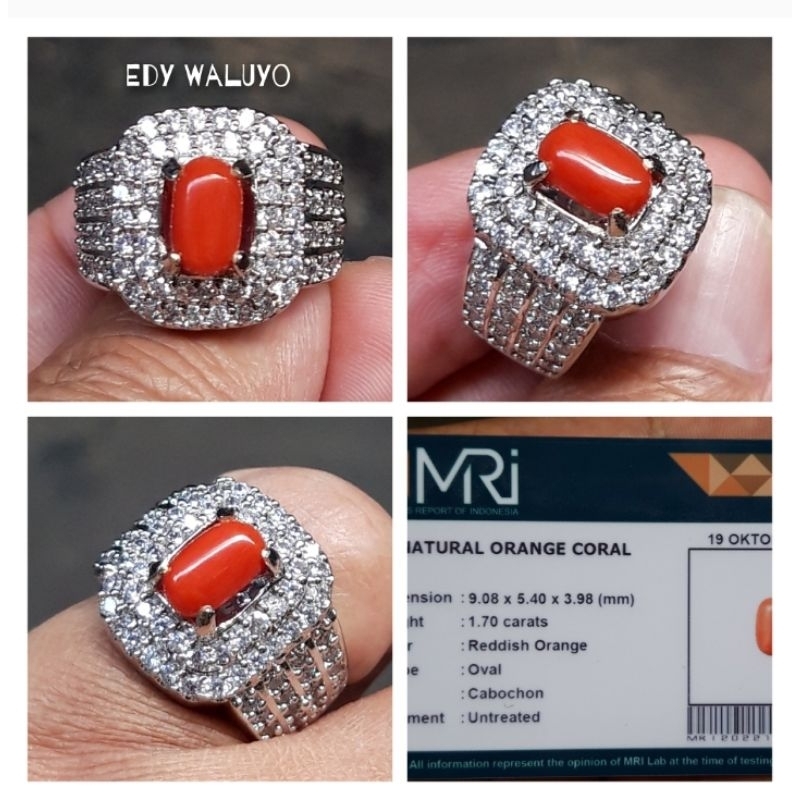 Natural Marjan / Red Coral Laut Merah