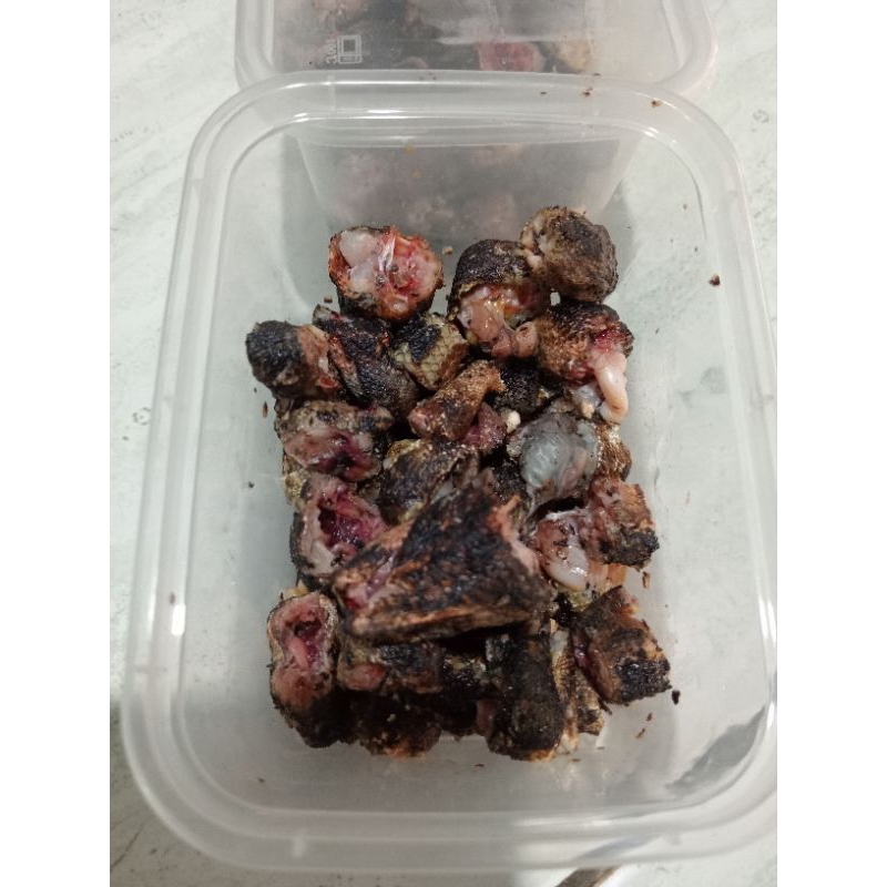 Umpan Kadal Bakar Siap pakai ( Umpan Galatama Lele )