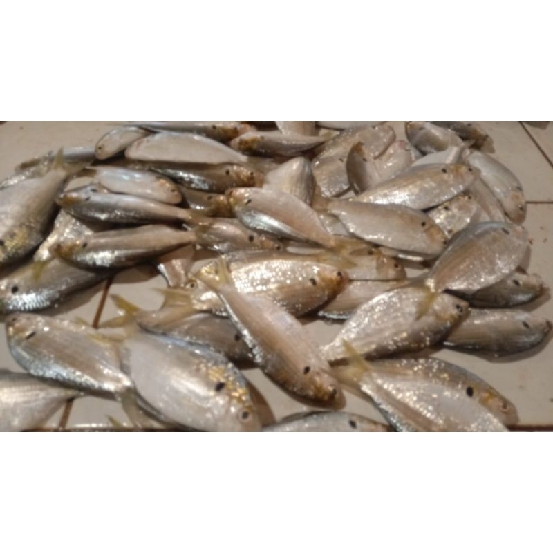 

ikan selanget segar
