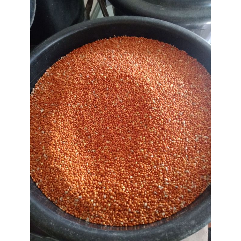 Milet Merah Bersih Pakan Burung Biji Milet