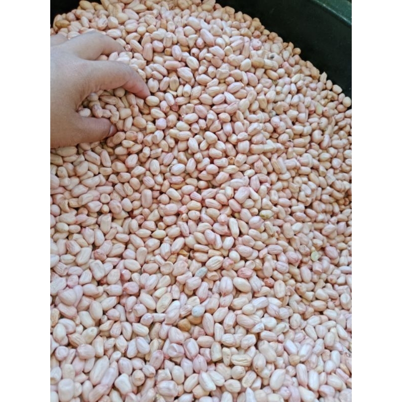 

Kacang Tanah Mentah Biji Besar Kemasan 1Kg