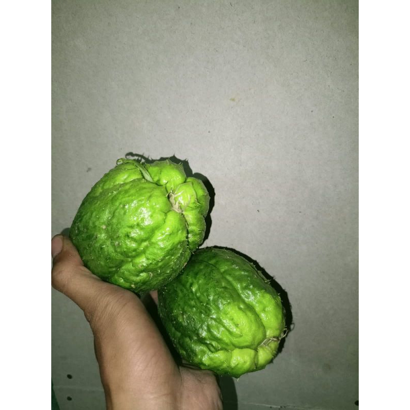BIBIT LABU SIAM UNGGUL / BENIH LABU SIAM TERBAIK / BIBIT LABU JUMBO / BERBUAH LEBAT /BIBIT LABUBSIAM