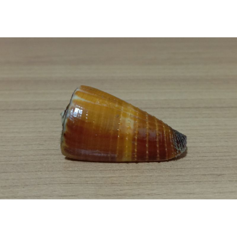 cangkang kerang Conus Ferrugineus