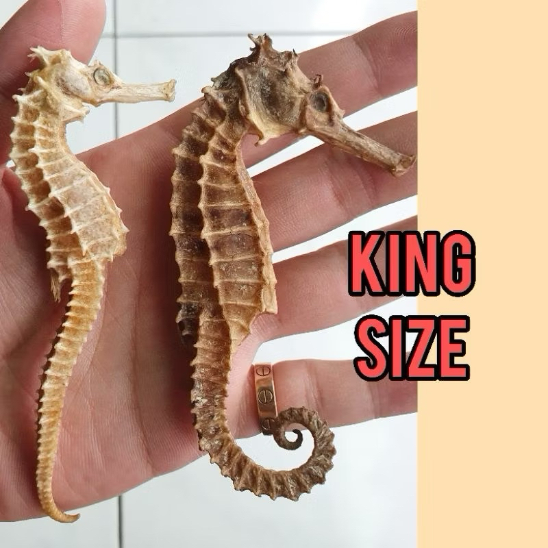 

KUDA LAUT KL HAI MA KERING SUPER HERBAL OBAT KESUBURAN PRIA WANITA / HAIMA / HAI MHA / 海马 / GINSENG RENDAMAN / PIL KAPSUL / NAGA LAUT