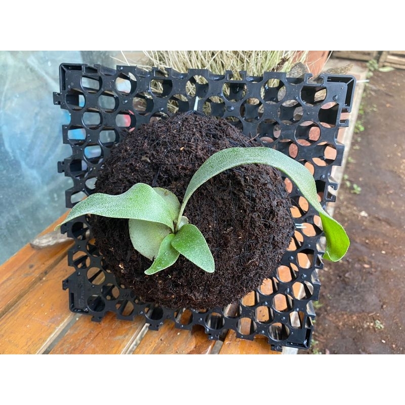 Platycerium Blue Venus