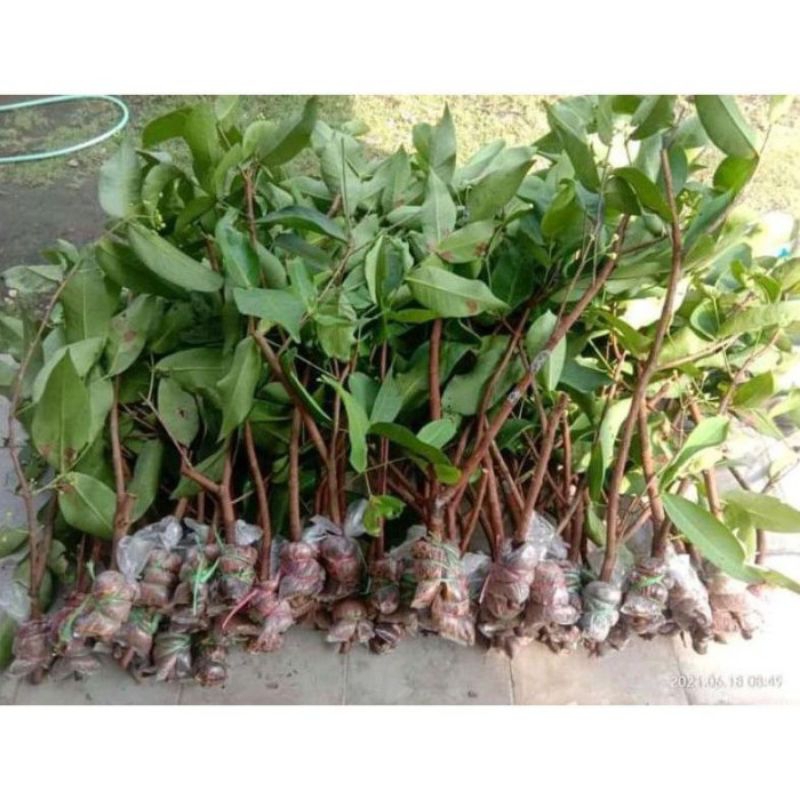 Potong Cangkok Jambu Citra