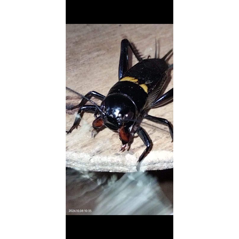 jangkrik jaliteng jangkrik jalibrang jangkrik aduan