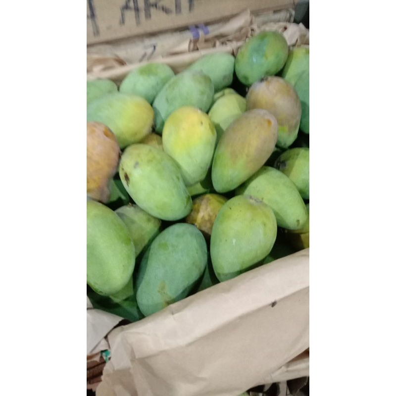 

mangga Harumanis