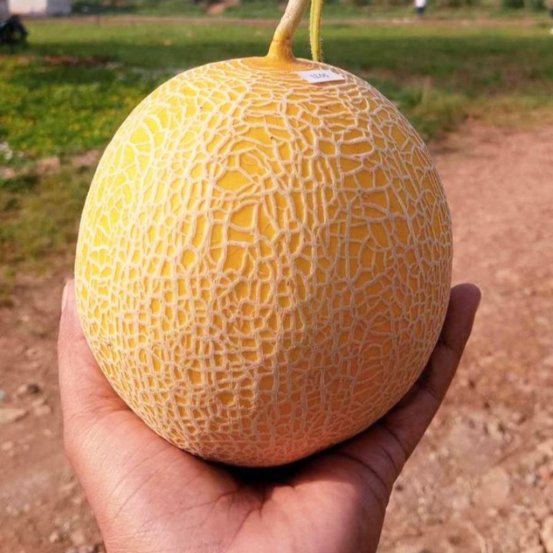 

melon ngawi manis